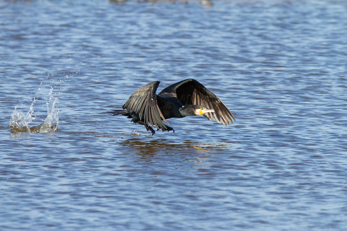 grand cormoran source wirestock - via freepik