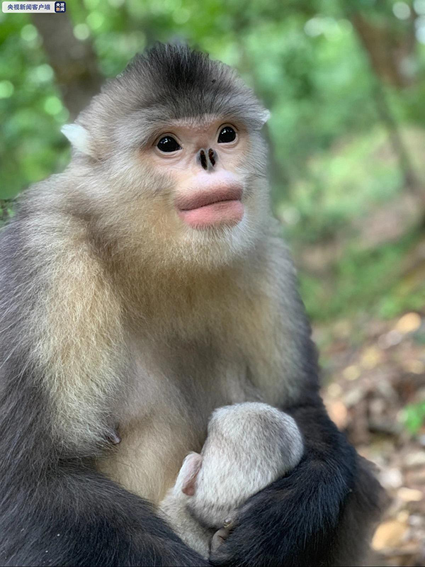 rhinopitheque de biet singe nez retroussé source tibet cn