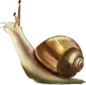 cagouille escargot