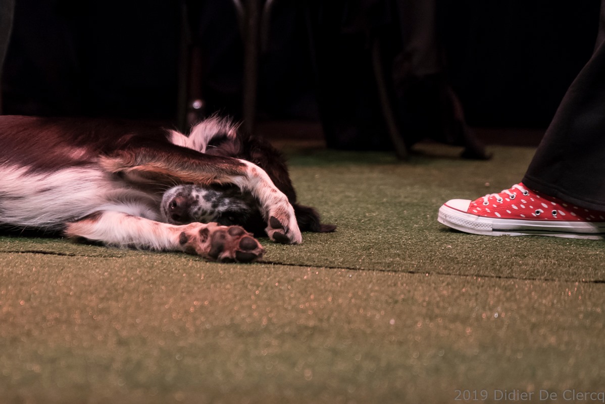 border collie spectacle vivant el-hayaa